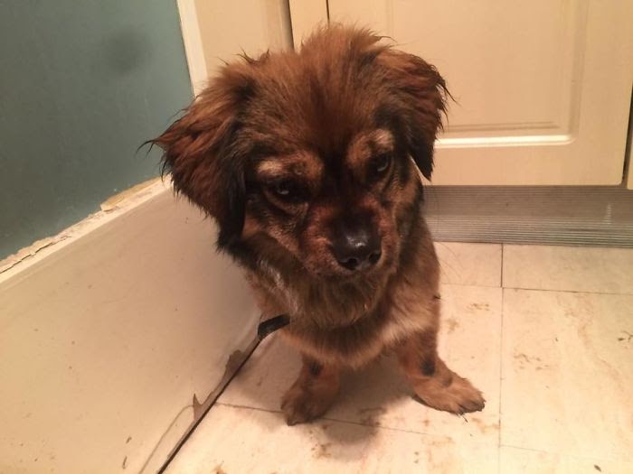 Ms. Chen Hides 65 Pets, Abandoned During Wuhan Outbreak, In Her Small Home. Authorities Only Allow 1 Pet Per Home, And They Kill The Animal If Owner Got Covid19