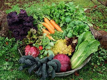 image-bbbseedwordpresscom.n.jpg image-bbbseedwordpresscom.n.jpg